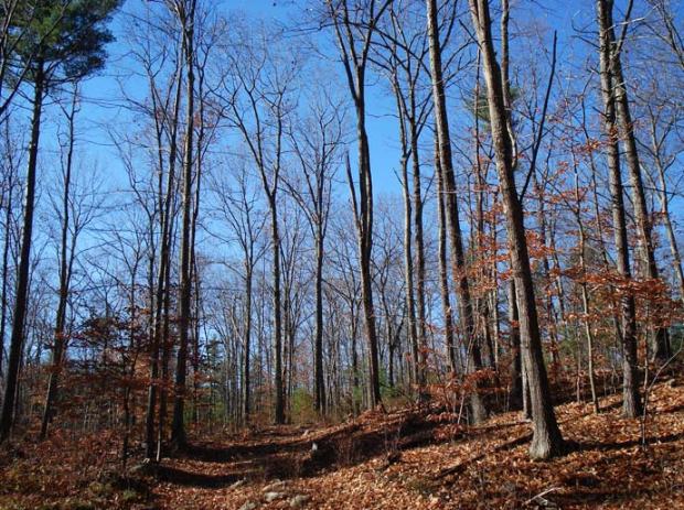 1 Spaulding Town Forest - hardwood forest photo