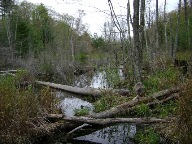 8 PLC Proctor Photo - Wetlands Lot 206-3 - Copy