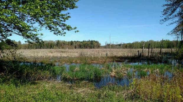 Sudbury_Smith_wetland